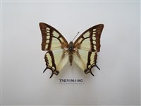 藏品(小雙尾蛺蝶)的圖片